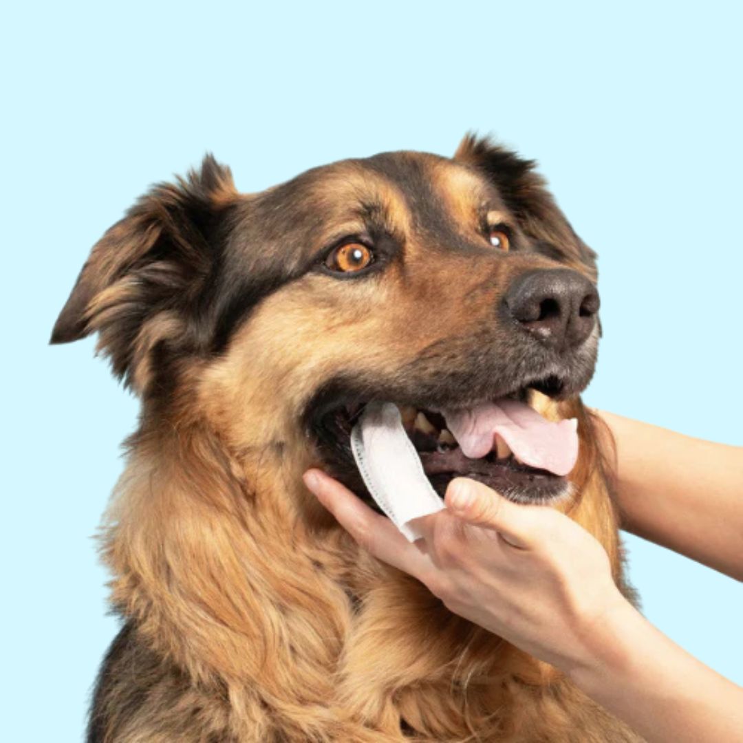 FreshPaws® Kit | Beskytter mod tandlidelser - 50 stk.